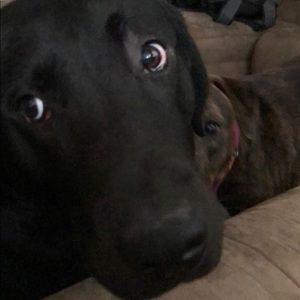 Meet your Posher, Fred